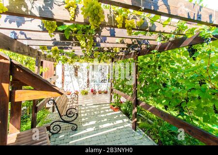 Il cortile posteriore del cottage con un baldacchino in legno fatto di travi - pergola. Le uve crescono sui bar e creano un'ombra. Sono visibili grappoli di uva Foto Stock