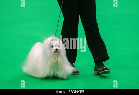 Un cane maltese nell'anello giudicante durante il primo giorno del Crufts Dog Show al Birmingham National Exhibition Centre (NEC). Foto Stock