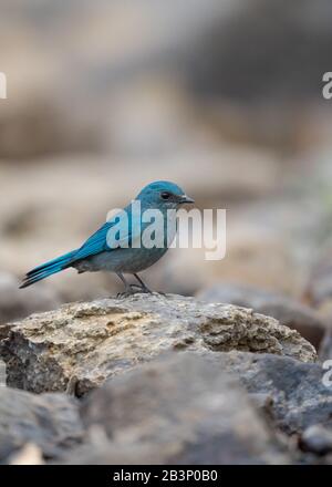 Ritratto verticale di un flycatcher Verditer, Eumyias thalassinus, arroccato su una roccia Foto Stock