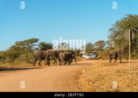 Mandria di elefanti che attraversano la strada di fronte all'auto dei turisti nel Parco Nazionale Kruger, Sud Africa Foto Stock