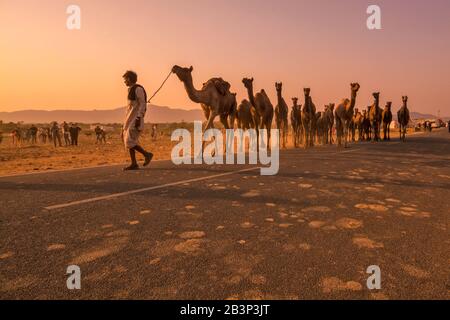 crepuscolo a pushkar mela Foto Stock