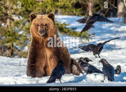 Orso bruno e corvi su una palude innevata nella foresta invernale. Luce del tramonto. Orso bruno eurasiatico, Nome scientifico: Ursus arctos arctos. Naturale h Foto Stock