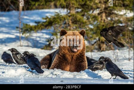 Orso bruno e corvi su una palude innevata nella foresta invernale. Luce del tramonto. Orso bruno eurasiatico, Nome scientifico: Ursus arctos arctos. Naturale h Foto Stock