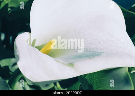 Grande bel fiore bianco come Calla gigli con polline giallo. Pianta ornamentale. Primo piano. Foto Stock