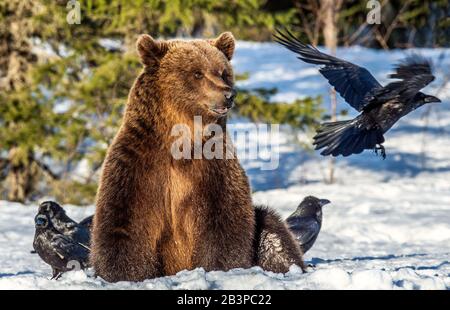 Orso bruno e corvi su una palude innevata nella foresta invernale. Luce del tramonto. Orso bruno eurasiatico, Nome scientifico: Ursus arctos arctos. Naturale h Foto Stock