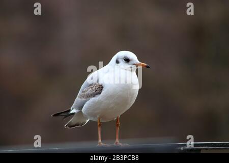 Giovane gabbiano rosso-fatturato, primo piano Foto Stock