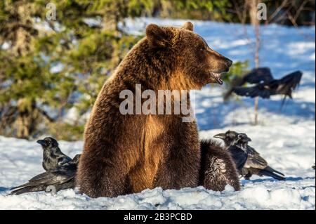 Orso bruno e corvi su una palude innevata nella foresta invernale. Luce del tramonto. Orso bruno eurasiatico, Nome scientifico: Ursus arctos arctos. Naturale h Foto Stock