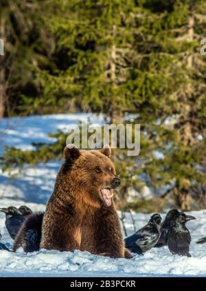 Orso bruno e corvi su una palude innevata nella foresta invernale. Luce del tramonto. Orso bruno eurasiatico, Nome scientifico: Ursus arctos arctos. Naturale h Foto Stock