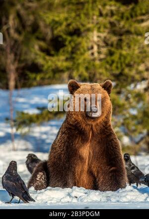 Orso bruno e corvi su una palude innevata nella foresta invernale. Luce del tramonto. Orso bruno eurasiatico, Nome scientifico: Ursus arctos arctos. Naturale h Foto Stock