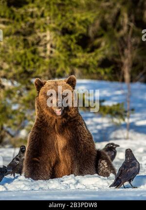 Orso bruno e corvi su una palude innevata nella foresta invernale. Luce del tramonto. Orso bruno eurasiatico, Nome scientifico: Ursus arctos arctos. Naturale h Foto Stock