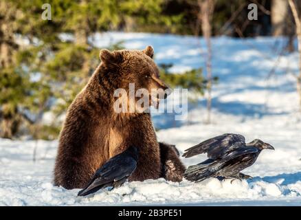 Orso bruno e corvi su una palude innevata nella foresta invernale. Luce del tramonto. Orso bruno eurasiatico, Nome scientifico: Ursus arctos arctos. Naturale h Foto Stock