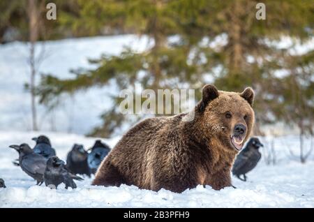 Orso bruno e corvi su una palude innevata nella foresta invernale. Luce del tramonto. Orso bruno eurasiatico, Nome scientifico: Ursus arctos arctos. Naturale h Foto Stock