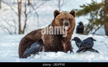 Orso bruno e corvi su una palude innevata nella foresta invernale. Luce del tramonto. Orso bruno eurasiatico, Nome scientifico: Ursus arctos arctos. Naturale h Foto Stock