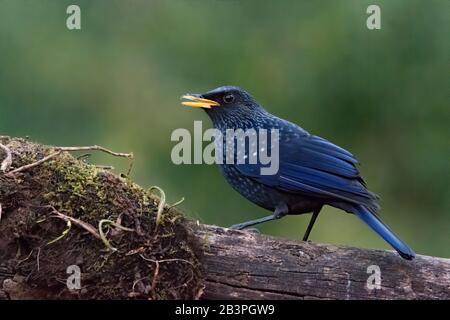 Un bel fischio blu (Myophonus caeruleus), è arroccato su un tronco di legno. Foto Stock