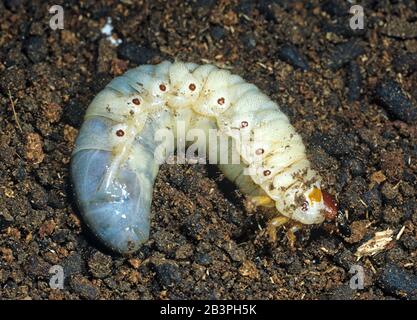 Rhinocerus Beetle (rinoceronte di Oryctes) larva, grob bianco, un parassita serio delle piantagioni di cocco, Minanao, Filippine Foto Stock