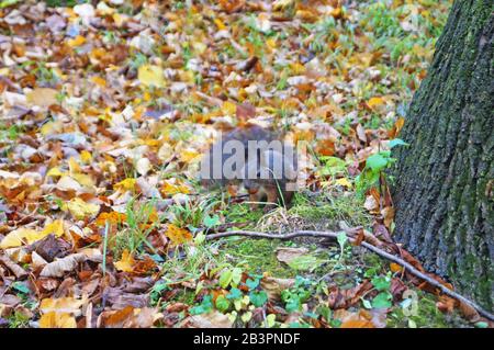 Scoiattolo con soffice pelliccia nera si siede su un moncone coperto di muschio verde nel parco Foto Stock