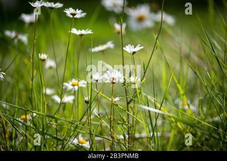 Leucanthemum vulgare, comunemente noto come daisy bue-eye, daisy oxeye, daisy cane e altri nomi comuni sparati in estate su uno sfondo sfocato Foto Stock