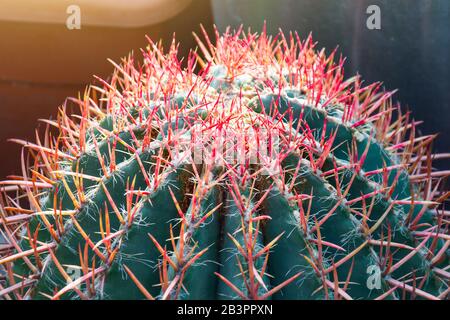 Grande verde cactus con spine rosa rossa vicino alla vista ravvicinata Foto Stock