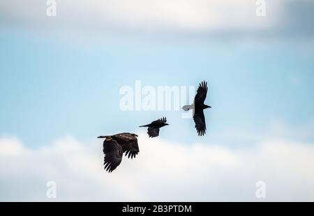 Raven e aquila coda bianca in volo. Nome scientifico: Haliaeetus albicilla, conosciuto anche come la ern, erne, l'aquila grigia, l'aquila di mare eurasiatica e la t bianca Foto Stock