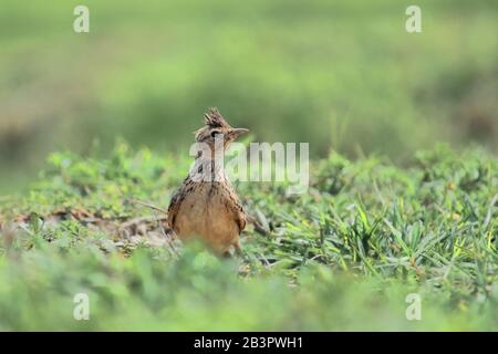 un lucernario orientale o un lucernario minore (alauda gugula) in un prateria, campagna del bengala occidentale, india Foto Stock