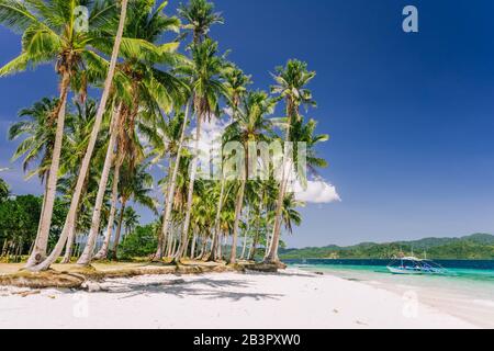 Vacanza sensazione. Palawan luoghi turistici più famosi. Alberi di palma e solitario isola hopping barca sulla spiaggia di Ipil tropicale Pinagbuyutan Foto Stock