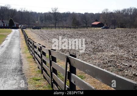 Campo di mais raccolto per fornire la materia prima per fare Bourbon Whiskey vicino Bardstown.Kentucky.USA Foto Stock