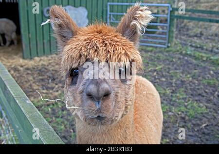 Gorgie City Farm, Edimburgo, Scozia, Regno Unito. 5th marzo 2020. Animali molto contenti alla City Farm dopo l'emozione della sua riapertura il 29th febbraio. Grande interazione tra i vari animali e i membri del pubblico che hanno visitato, c'è stato un flusso costante di giovani famiglie in visita oggi. Nella foto: Tartufi l'alpaca, Foto Stock