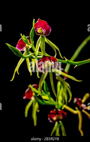 Fiori di orchidea rossi e gialli su sfondo nero Foto Stock