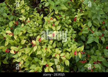 Sarcocca rustifolia primo piano con frutta fresca rossa Foto Stock