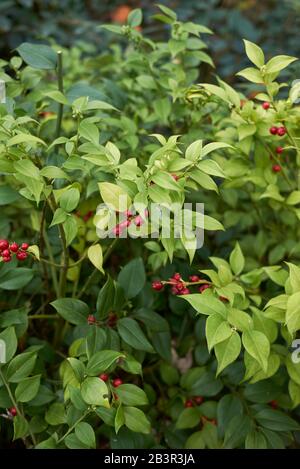 Sarcocca rustifolia primo piano con frutta fresca rossa Foto Stock