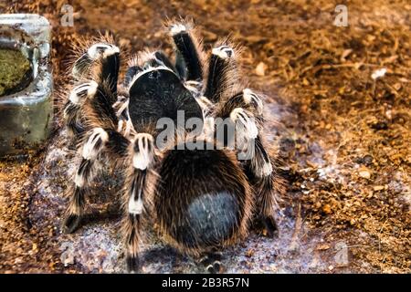 Enorme bianco brasiliano tarantula soffice ragno peloso si siede a terra, vista posteriore sul ventre Foto Stock