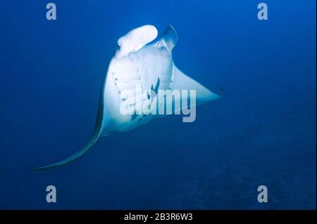 Riesenmanta, Manta (Manta birostris), Mantarochen, Teufelsrochen, Rotes Meer, Indischer Ozean, Pazifik Foto Stock