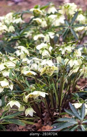 White Lenten rosa Helleborus orientalis 'Frühlingssonne' in un giardino, Hellebore Hellebores Foto Stock