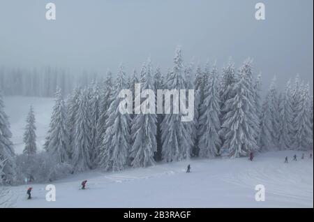 Verschneite Baeume, Skipiste, Morzine, Alta Savoia, Frankreich Foto Stock