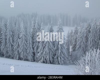 Verschneite Baeume, Skipiste, Morzine, Alta Savoia, Frankreich Foto Stock