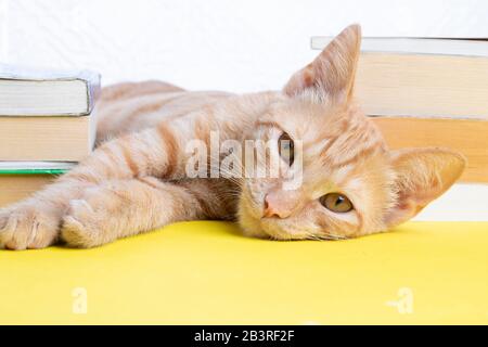 Carino piccolo gatto con libri su sfondo chiaro, concetto di scuola Foto Stock