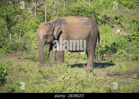 Udawalawe, Sri Lanka: Parco nazionale elefanti asiatici molti riabilitati dal santuario. Foto Stock