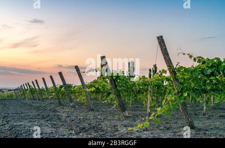 Belle file di vigneti al tramonto con alberi sullo sfondo in Europa. Vigneti al tramonto con cielo bellissimo. Foto Stock