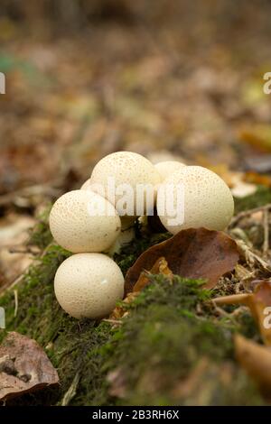 Moncone Puffball (Lycopersidon pirforme) funghi che crescono su legno morto in lettiera. Noto anche come Puffball a forma di orecchio. Foto Stock