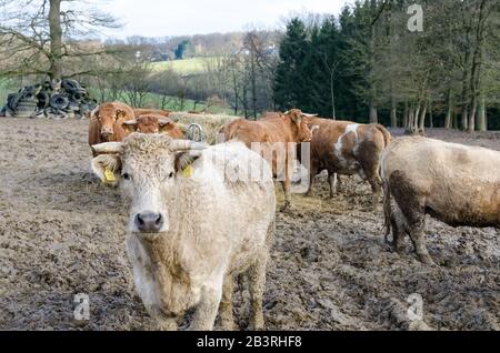 Bos Taurus, ritratto vista frontale, charolais e limousin bestiame bovino su un pascolo fangoso wintertime nella campagna in Germania, Europa occidentale Foto Stock