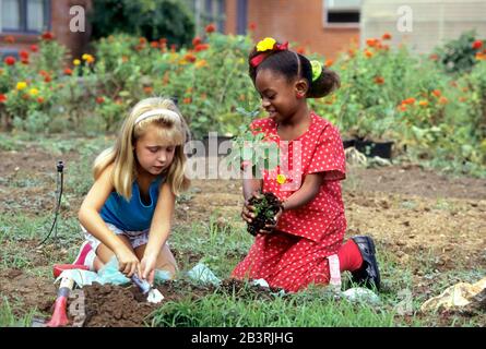 Austin Texas USA, circa 1991: Gli studenti di terzo grado piantano piantine in giardino fiorito su terreni scolastici come parte della lezione di consapevolezza ambientale della loro classe. ©Bob Daemmrich Foto Stock