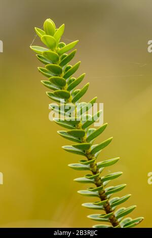 Particolare delle foglie succulente Crassula muscosa (o Crassula licopodioides o Crassula pseudododioides) Foto Stock