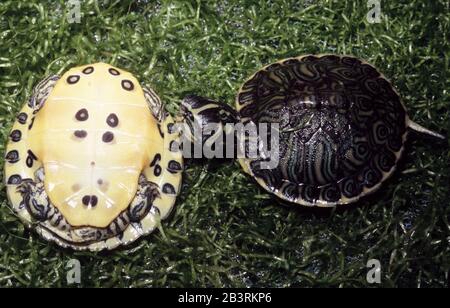 Cursore stagno giallo-ventre, Scripta Trachemys scripta Foto Stock