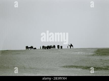 Fotografia di viaggio in bianco e nero - cammelli per turisti alle piramidi di Giza al Cairo in Egitto in Nord Africa Medio Oriente Foto Stock