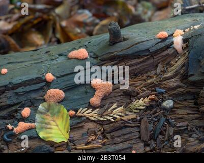 Orange Slime Mold Tuberifa Ferruginosa, noto anche come Raspberry Slime Mold. Su albero decadente in bosco inglese. Foto Stock