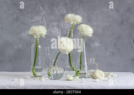 Mostra minimalistica di fiori bianchi ranunculus in piccole bottiglie di vetro su sfondo grigio Foto Stock