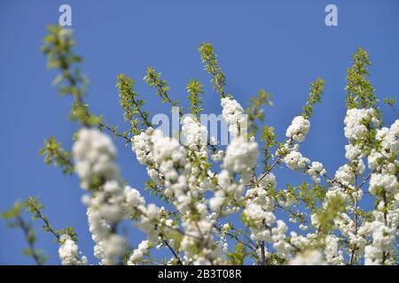 Bluete, Zierkirsche / Blüte Foto Stock