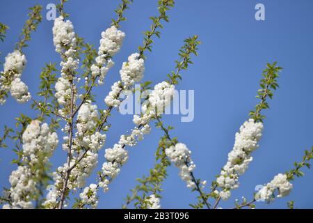 Bluete, Zierkirsche / Blüte Foto Stock