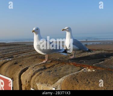 Un paio di gabbiani sulla parete del porto di Whitby Foto Stock