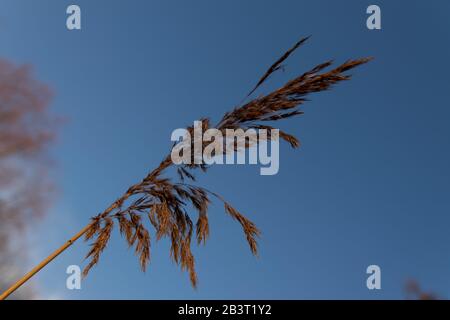 Gambo di erba contro uno sfondo blu cielo. Foto Stock